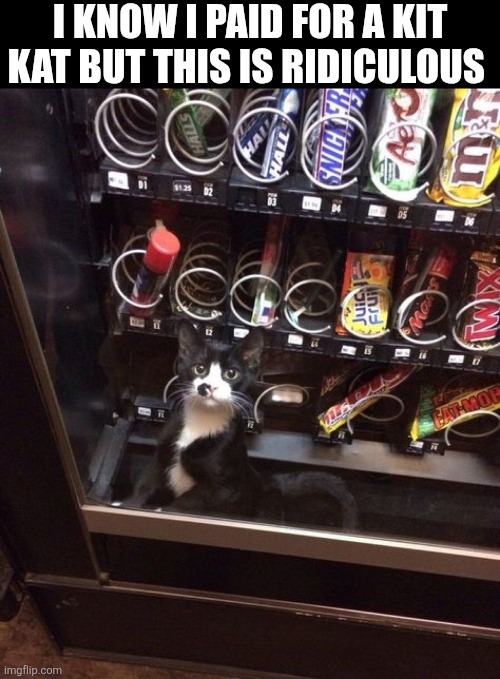 I Know I Paid For A Kit Kat But This Is Ridiculous | I KNOW I PAID FOR A KIT KAT BUT THIS IS RIDICULOUS | image tagged in chrisjoines1 | made w/ Imgflip meme maker