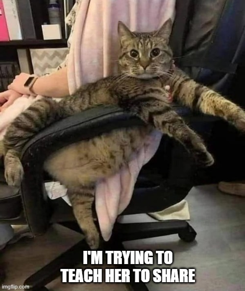 I'm trying to teach my owner to share, said the cat. | I'M TRYING TO TEACH HER TO SHARE | image tagged in cats,funny,kitten,humor,teaching | made w/ Imgflip meme maker