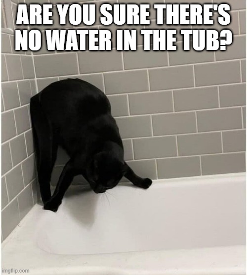 Cat is not sure if the bathtub has water in it or not.  - funny - | ARE YOU SURE THERE'S NO WATER IN THE TUB? | image tagged in funny,cats,bathtub,kittens,water,humor | made w/ Imgflip meme maker