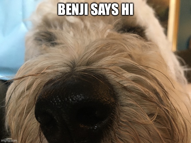 Why not? | BENJI SAYS HI | image tagged in dog | made w/ Imgflip meme maker