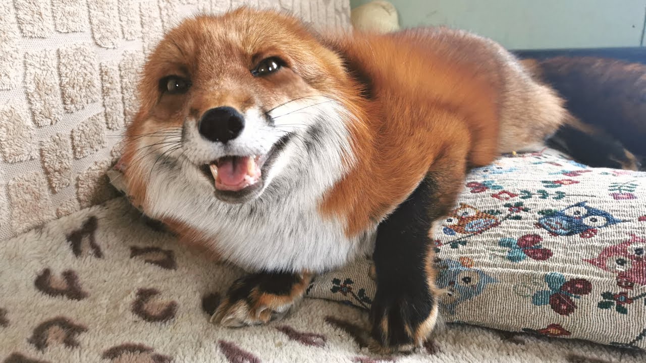 Fox Blank Meme Template