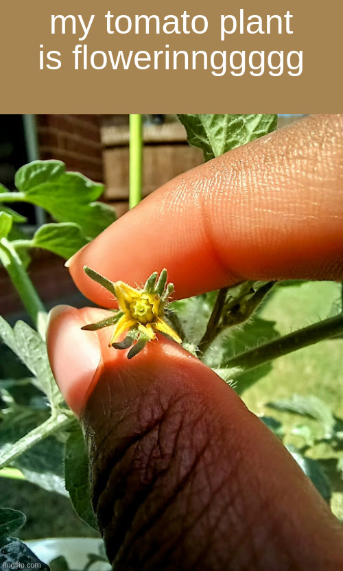 my tomato plant is flowerinnggggg | made w/ Imgflip meme maker