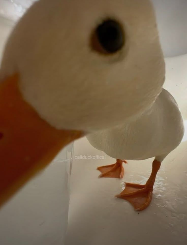 rov Blank Meme Template