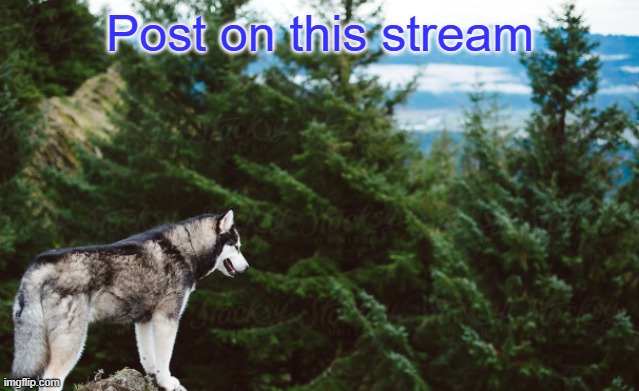 It's a free upvote | Post on this stream | image tagged in husky | made w/ Imgflip meme maker