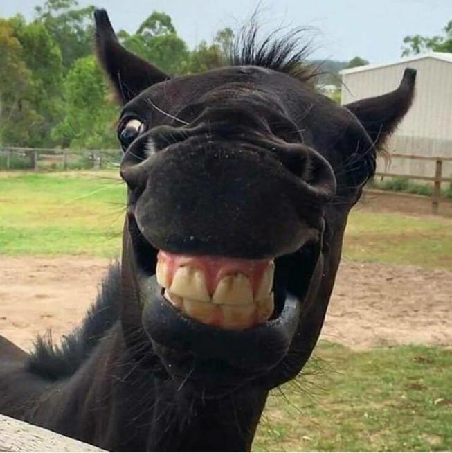 smiling horse Blank Meme Template