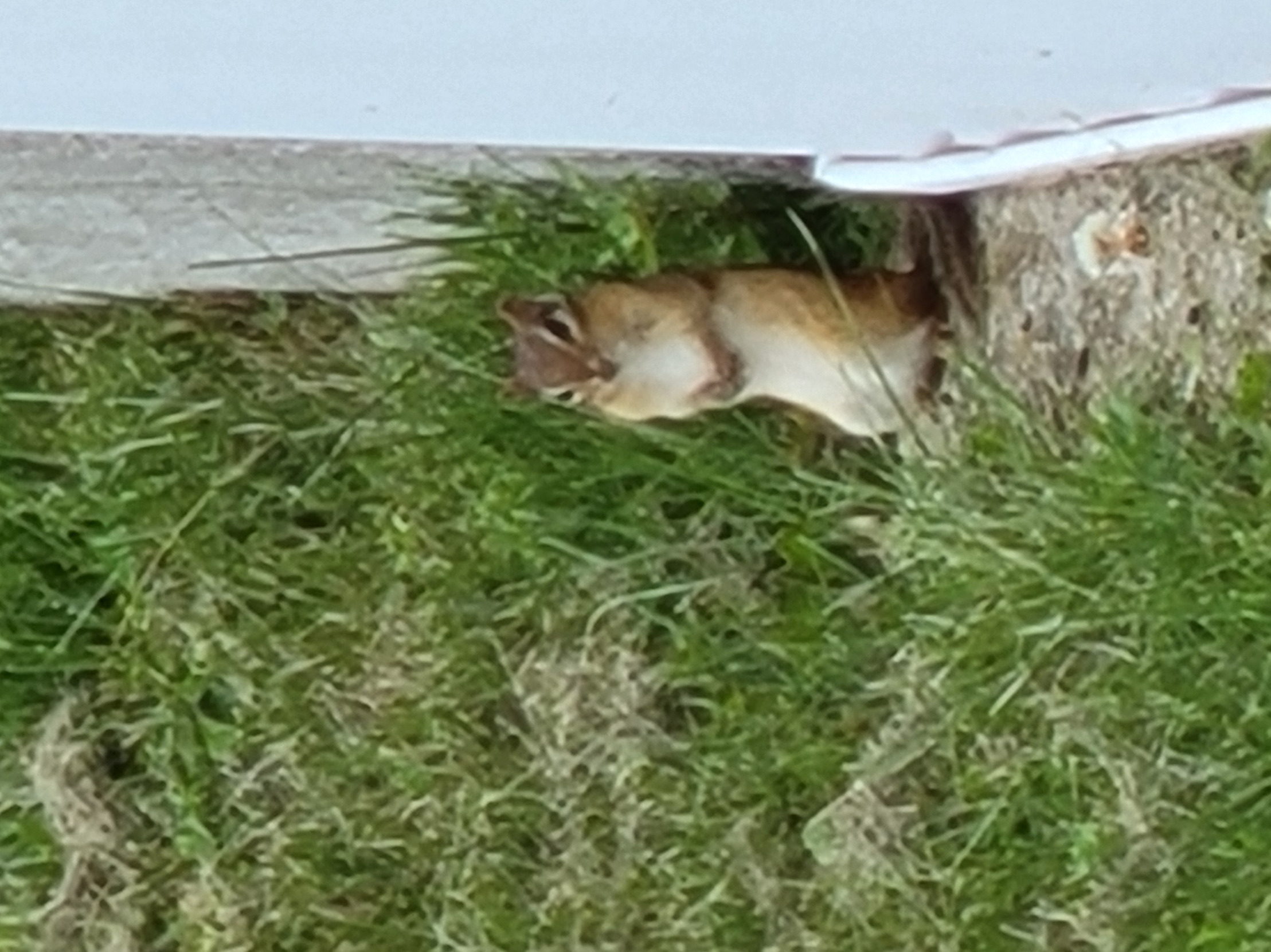 Squirrel Nutz Blank Meme Template