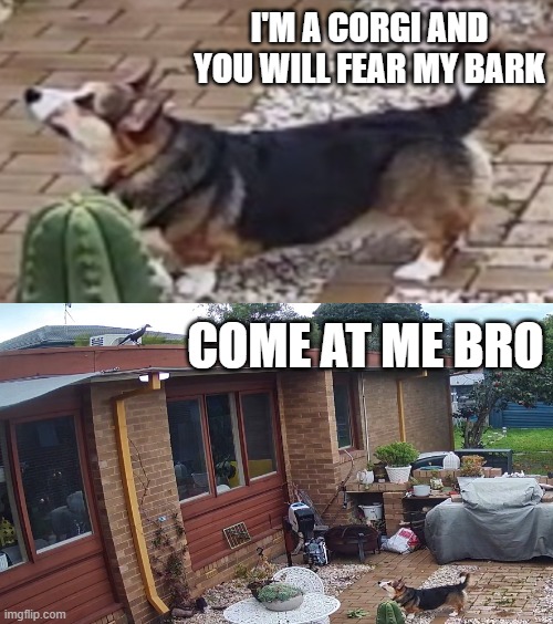 Corgi vs Magpie | I'M A CORGI AND YOU WILL FEAR MY BARK; COME AT ME BRO | image tagged in dogs,funny,bird | made w/ Imgflip meme maker