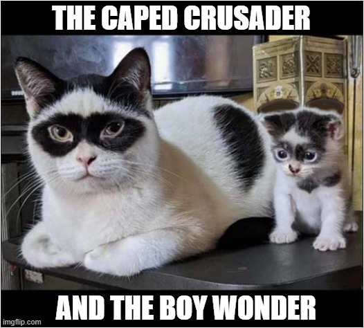 Super Heroes ! | THE CAPED CRUSADER; AND THE BOY WONDER | image tagged in cats,super heroes | made w/ Imgflip meme maker