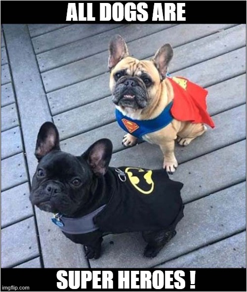 In Case You Were Wondering ... | ALL DOGS ARE; SUPER HEROES ! | image tagged in dogs,fench bulldogs,super heroes | made w/ Imgflip meme maker