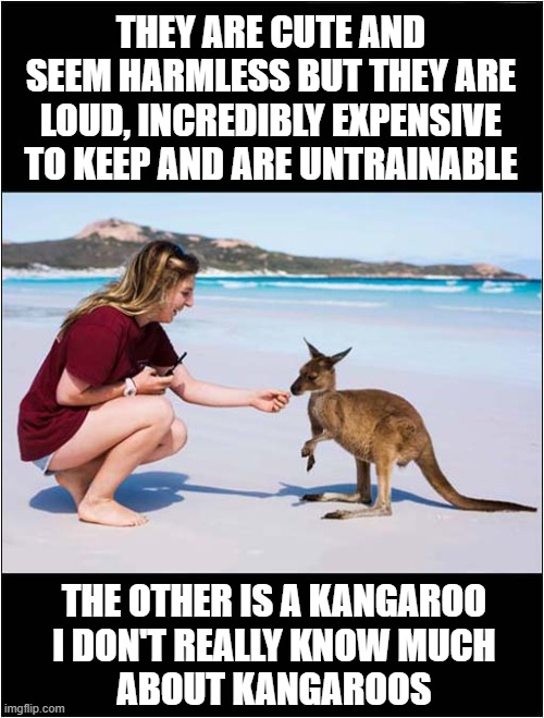 I Would Love To Have One Of Those But There Are Downsides ... | THEY ARE CUTE AND SEEM HARMLESS BUT THEY ARE LOUD, INCREDIBLY EXPENSIVE TO KEEP AND ARE UNTRAINABLE; THE OTHER IS A KANGAROO
I DON'T REALLY KNOW MUCH
ABOUT KANGAROOS | image tagged in relationships,kangeroo,problems | made w/ Imgflip meme maker