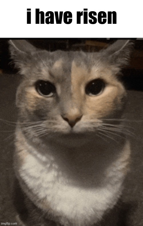 morning chat | i have risen | image tagged in cat dead stare | made w/ Imgflip meme maker