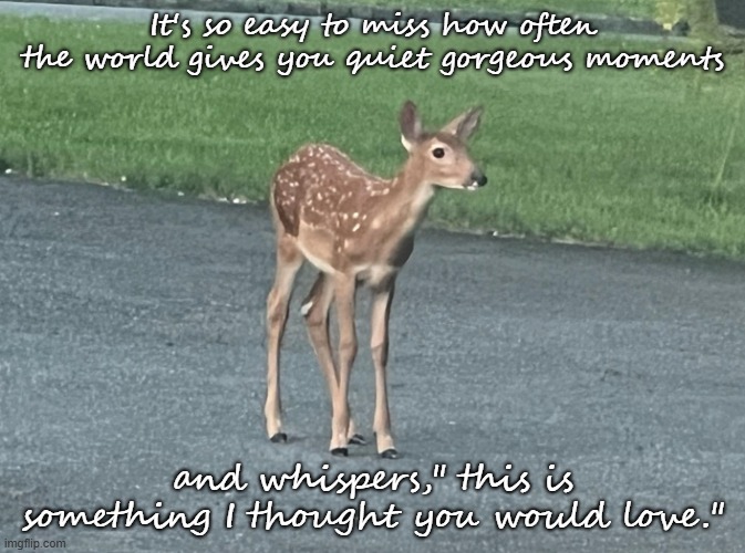 Quiet gorgeous moments | It's so easy to miss how often the world gives you quiet gorgeous moments; and whispers," this is something I thought you would love." | image tagged in cute animals | made w/ Imgflip meme maker