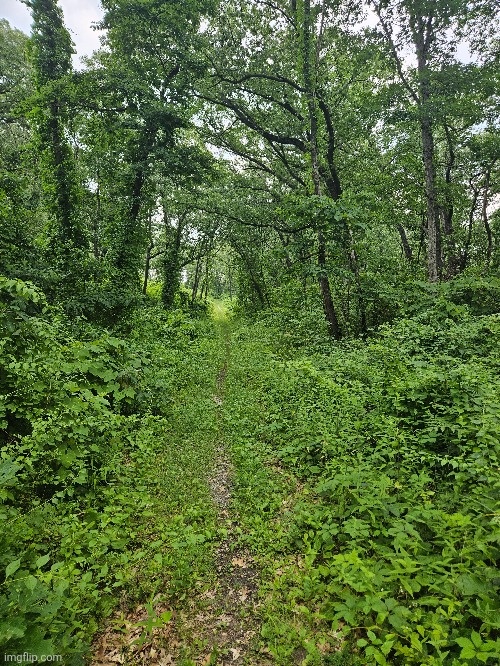 THIS PATH DEEP INTO THE FOREST | image tagged in forest,trees,path,nature | made w/ Imgflip meme maker