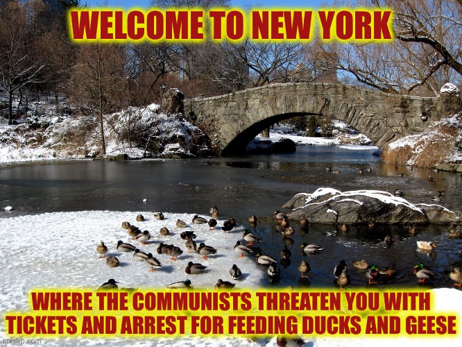 And it isn’t Even Illegal !!! | WELCOME TO NEW YORK; WHERE THE COMMUNISTS THREATEN YOU WITH TICKETS AND ARREST FOR FEEDING DUCKS AND GEESE | image tagged in new york city,communist,democrat,nazis | made w/ Imgflip meme maker