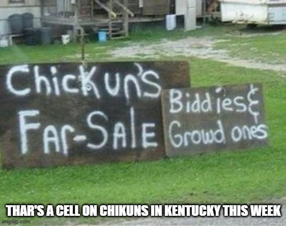 There's a sale on chickens in Kentucky this week.  - funny - | THAR'S A CELL ON CHIKUNS IN KENTUCKY THIS WEEK | image tagged in funny,play on words,humor,chickens,kentucky,kentucky fried chicken | made w/ Imgflip meme maker