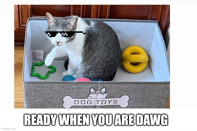 thug life glasses small | READY WHEN YOU ARE DAWG | image tagged in thug life glasses small | made w/ Imgflip meme maker