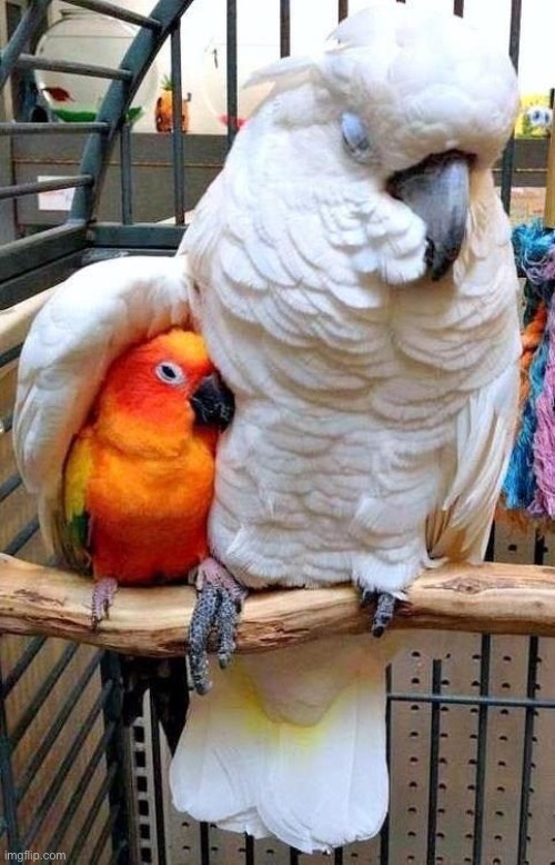 Big Bird Comforting Small Bird | image tagged in big bird comforting small bird | made w/ Imgflip meme maker