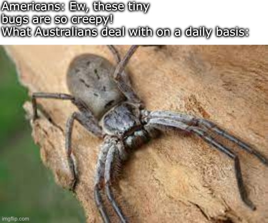 Personally, I could never live in Australia. I’m not afraid of bugs, I just know about a lot of venomous animals there. | Americans: Ew, these tiny bugs are so creepy!
What Australians deal with on a daily basis: | image tagged in giant huntsman spider | made w/ Imgflip meme maker