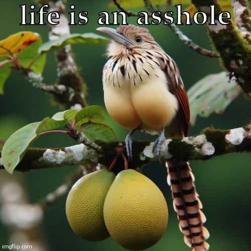 a bird on the twig of a tree with huge testicles | life is an asshole | image tagged in a bird on the twig of a tree with huge testicles | made w/ Imgflip meme maker