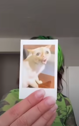 cat memes Blank Meme Template