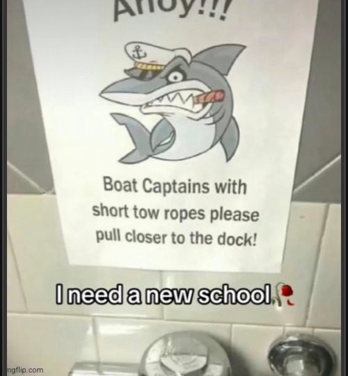 found this on twitter | image tagged in funny,original,shark | made w/ Imgflip meme maker