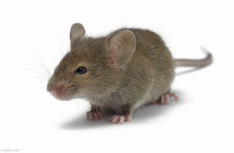 people would hinest type "fnac" to this | image tagged in mouse,rat,funny,so true,fnac | made w/ Imgflip meme maker