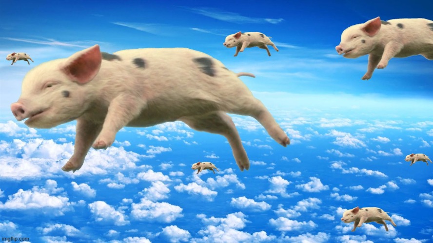 When Pigs Fly | image tagged in when pigs fly | made w/ Imgflip meme maker