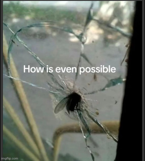 the flies in ABQ go crazy | image tagged in flies,glass,crazy | made w/ Imgflip meme maker