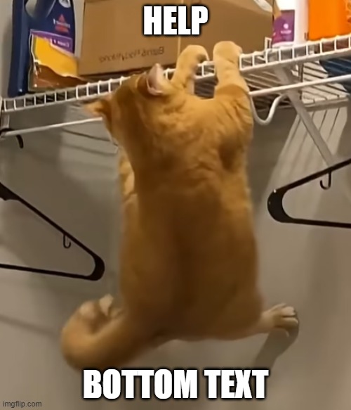 Help | HELP; BOTTOM TEXT | image tagged in memes,funny,cats,orange cat,bottom text | made w/ Imgflip meme maker