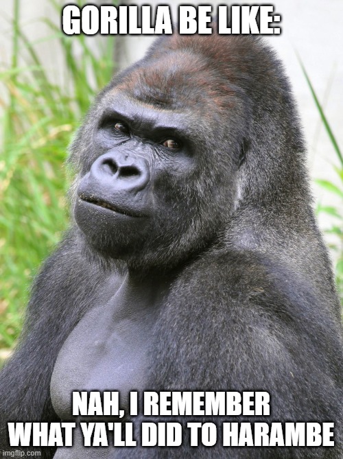 Hot Gorilla  | GORILLA BE LIKE: NAH, I REMEMBER WHAT YA'LL DID TO HARAMBE | image tagged in hot gorilla | made w/ Imgflip meme maker