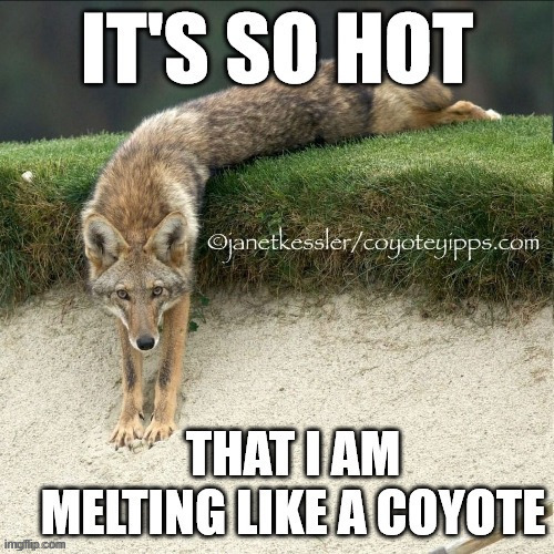 Remember to moisten the melting yops. | image tagged in coyote | made w/ Imgflip meme maker