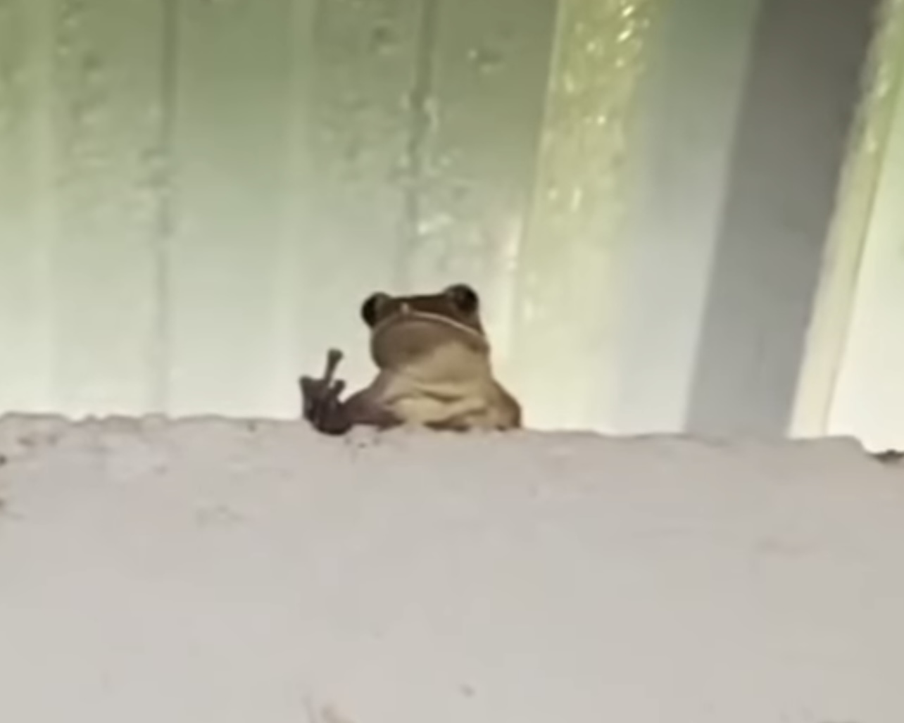 Frog of Defiance Blank Meme Template