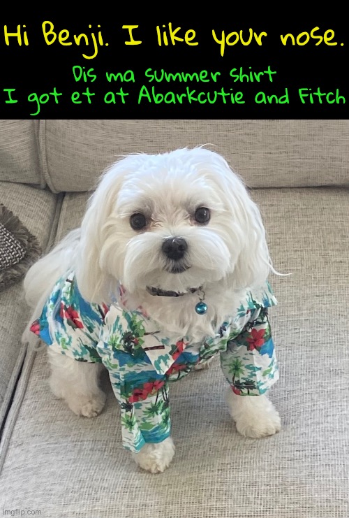 Hi Benji. I like your nose. Dis ma summer shirt
I got et at Abarkcutie and Fitch | made w/ Imgflip meme maker