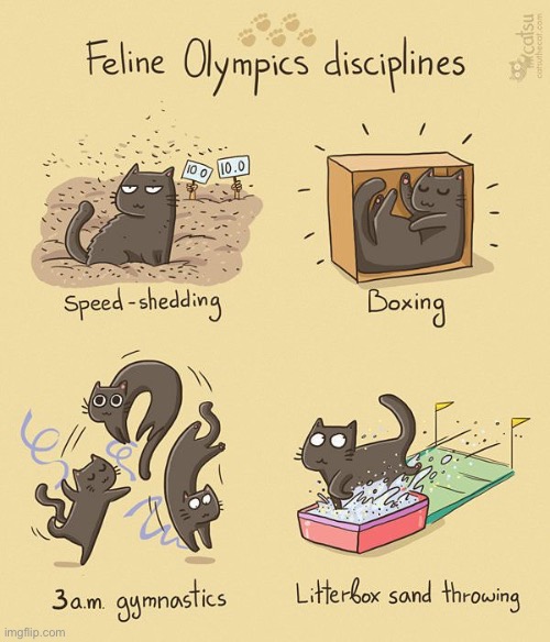 Training is a year-round thing… | image tagged in cats,comics,feline olympics | made w/ Imgflip meme maker
