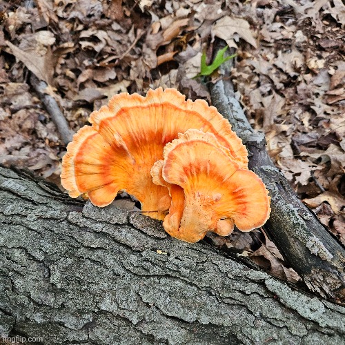 THIS TASTY CHICKEN OF THE FOREST! | image tagged in mushrooms,mushroom,chicken of the forest,nature | made w/ Imgflip meme maker