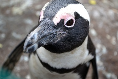 Penguin Blank Meme Template