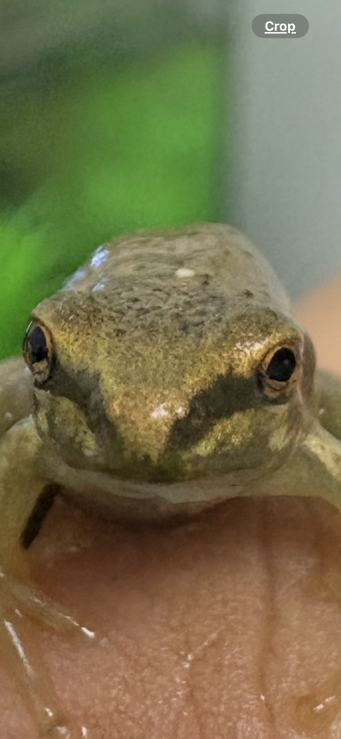 Frog finger Blank Meme Template