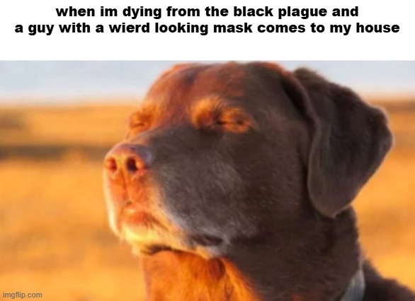 cooked dog | when im dying from the black plague and a guy with a wierd looking mask comes to my house | image tagged in cooked dog,memes,black plague,plague doctor | made w/ Imgflip meme maker