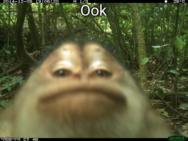 Monki | Ook | image tagged in monki | made w/ Imgflip meme maker