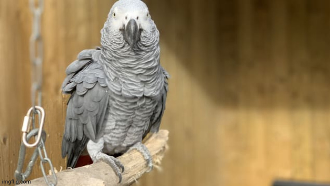 PARROT SWEARING | image tagged in parrot swearing | made w/ Imgflip meme maker