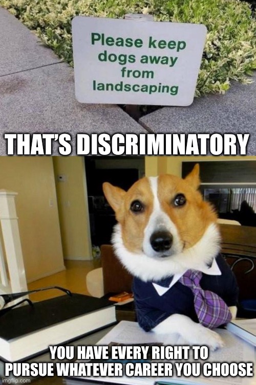 Landscaping dogs | THAT’S DISCRIMINATORY; YOU HAVE EVERY RIGHT TO PURSUE WHATEVER CAREER YOU CHOOSE | image tagged in lawyer corgi dog,dogs,landscape,career,careers | made w/ Imgflip meme maker