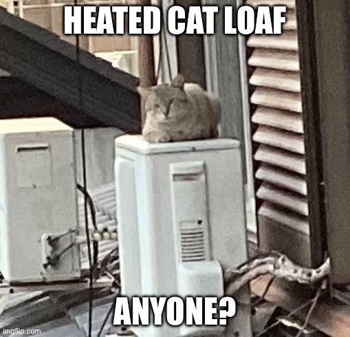 Yom | HEATED CAT LOAF; ANYONE? | image tagged in cats | made w/ Imgflip meme maker