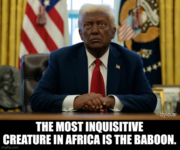 The gods must be crazy | THE MOST INQUISITIVE CREATURE IN AFRICA IS THE BABOON. | image tagged in african - donald trump,donald trump,trump immigration policy,president trump,african | made w/ Imgflip meme maker