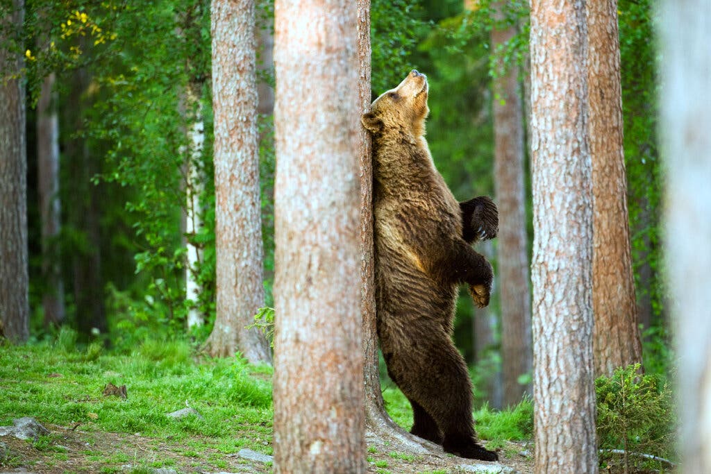 Bear rubbing against tree Blank Meme Template