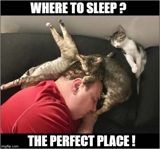 When You're Tired ... | WHERE TO SLEEP ? THE PERFECT PLACE ! | image tagged in cats,kittens,sleeping | made w/ Imgflip meme maker