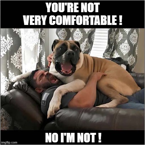 I Think I'll Just Sit Here ... | YOU'RE NOT VERY COMFORTABLE ! NO I'M NOT ! | image tagged in dogs,boxer,sitting,uncomfortable | made w/ Imgflip meme maker