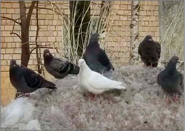 If You Know, You Know ! | image tagged in pigeons,one girl five guys,dark humour | made w/ Imgflip meme maker