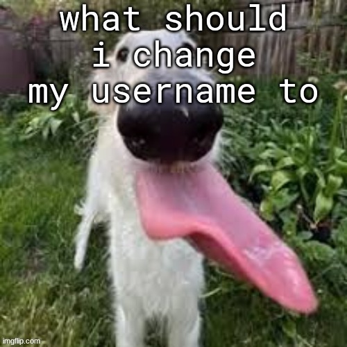 dog | what should i change my username to | image tagged in dog | made w/ Imgflip meme maker