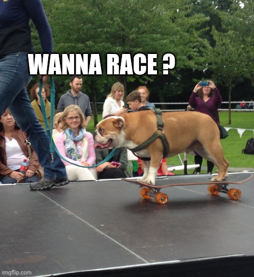 dog on a skateboard | WANNA RACE ? | image tagged in dog on a skateboard | made w/ Imgflip meme maker