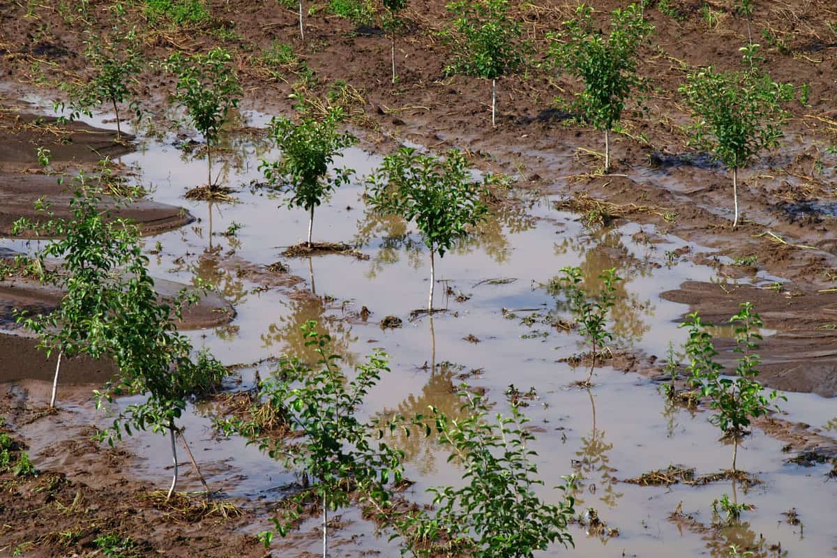 Moist Ground Blank Meme Template